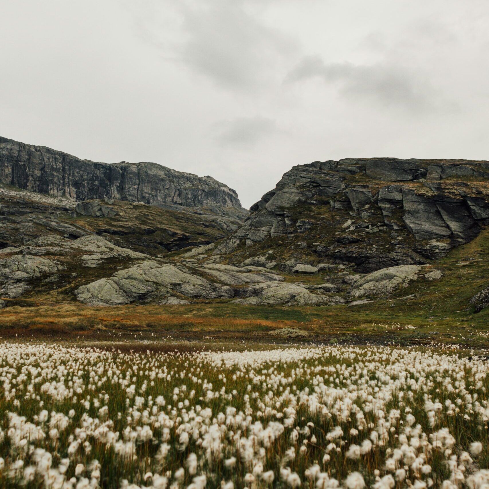 Silver Fox Trick: The Untamed Secret You Were Never Meant to Know